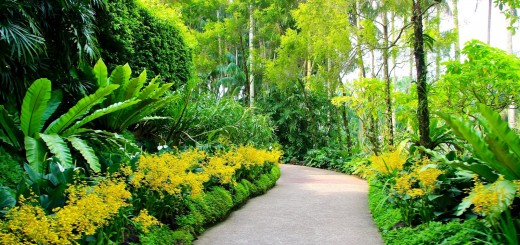 singapur-botanic-gardens-sad-4194