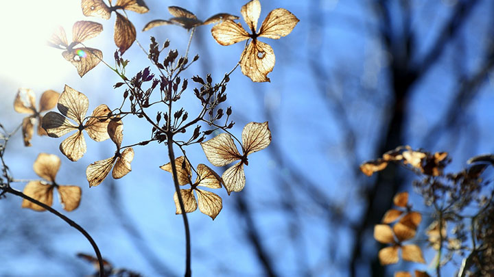 dry-hydrangea-winter-flower-662