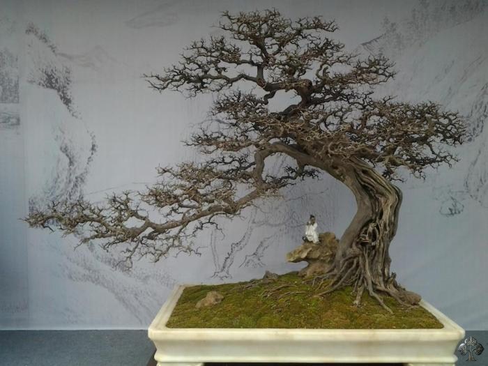 Chinese Penjing landscape with figurine, by Matyie Che Makhtar. Credit: http://www.bonsaiempire.com/inspiration/top-10/chinese-penjing