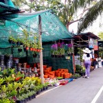 ตลาดต้นไม้ริมถนนเลียบทางด่วนเอกมัย-รามอินทรา-0001