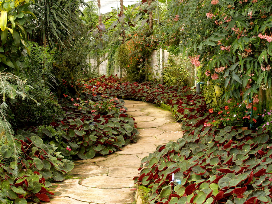 Colourful  Pathway plant in  Garden