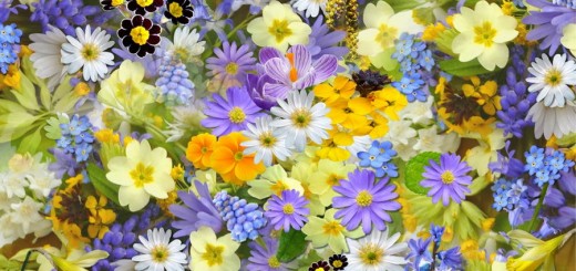 spring-flowers-flowers-collage-floral-68507