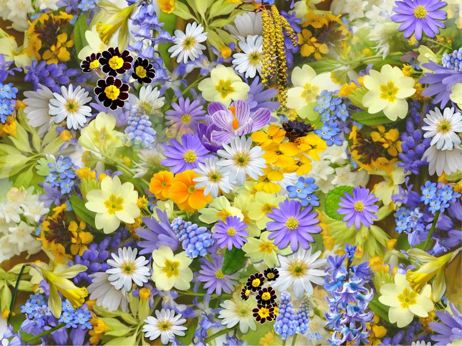 spring-flowers-flowers-collage-floral-68507