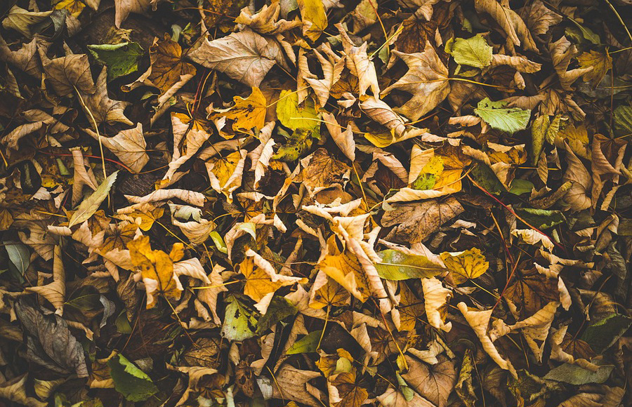 Leaves Autumn Dry Leaves Fall