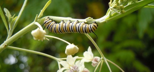 Nature Wildlife Worm Caterpillar Plant Bug Insect