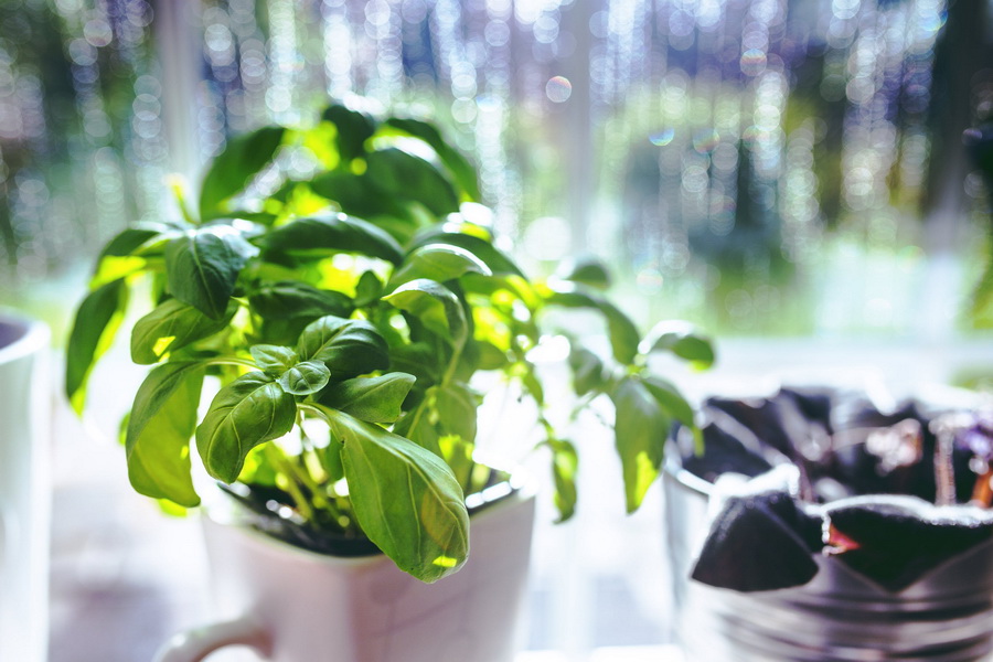 cup-leaf-spring-leaves