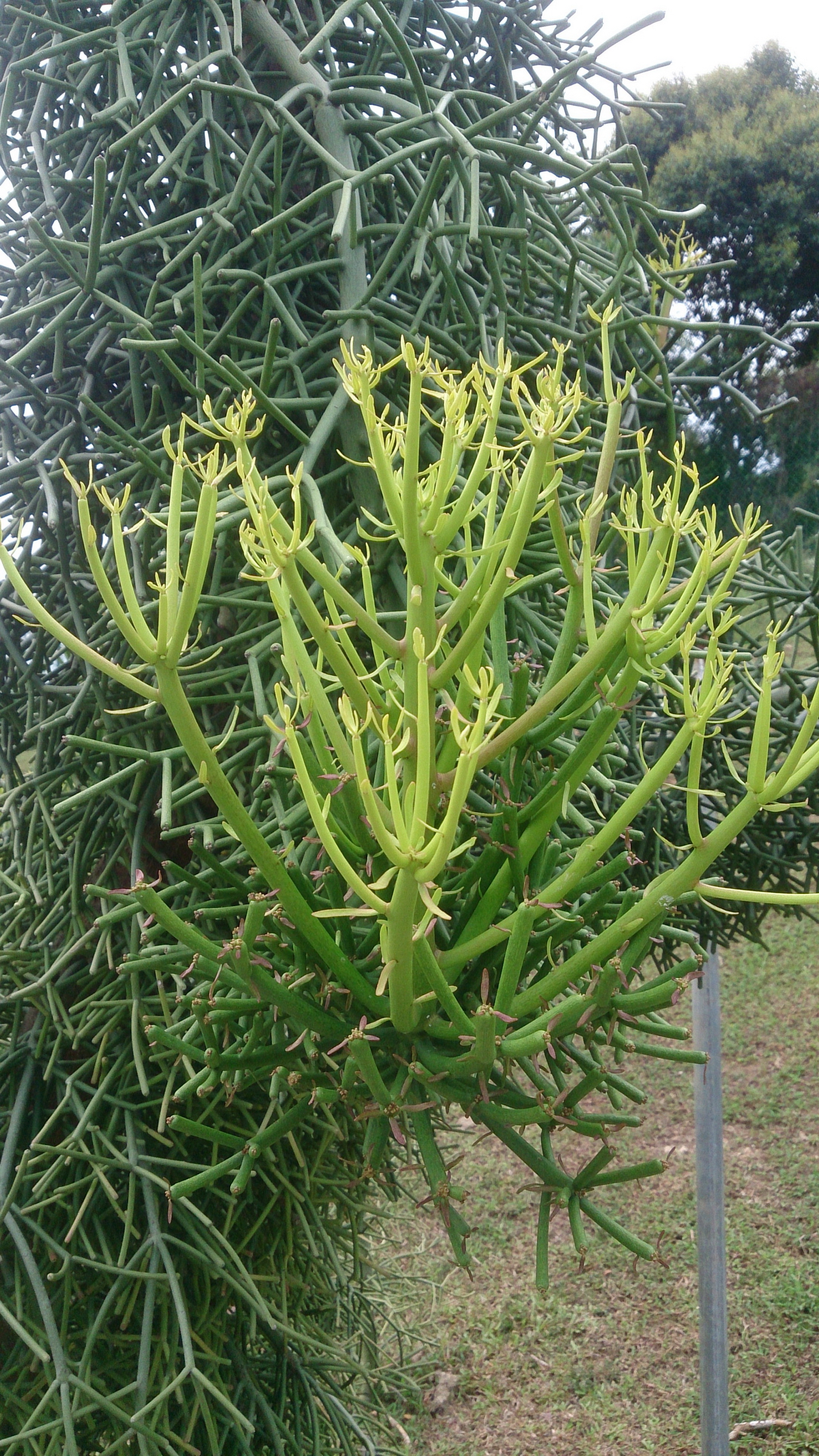 Euphorbia_tirucalli