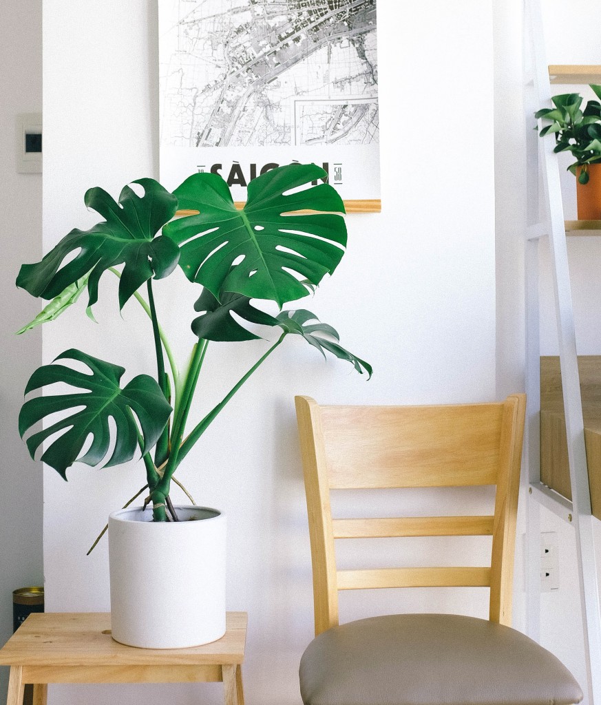 monstera2