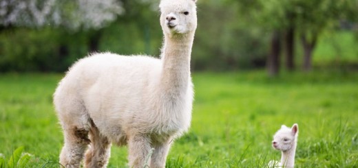 Alpaca 3