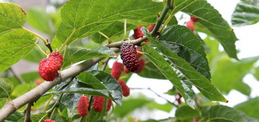 mulberry-2353908_1920